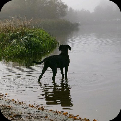 hunden.manieren.net hunden.manieren.net
