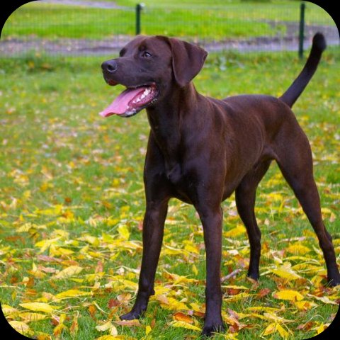 honden.manieren.net honden.manieren.net