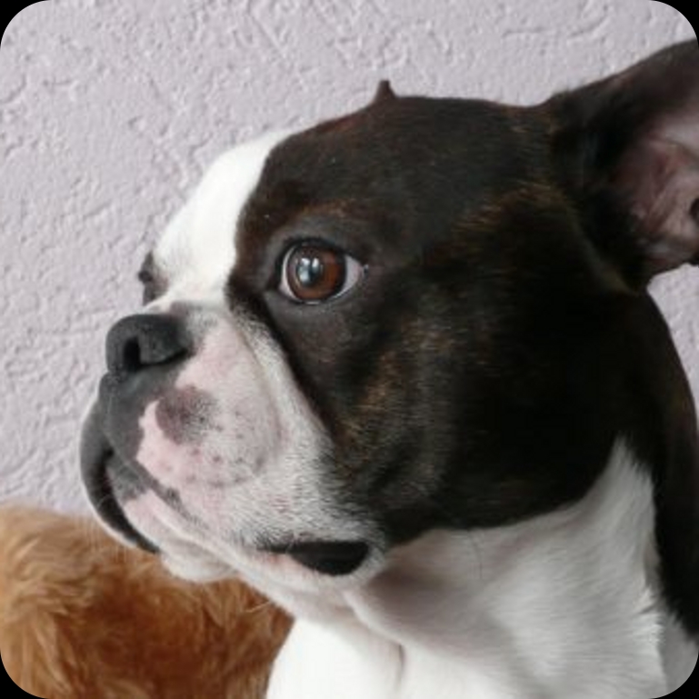 honden.manieren.net honden.manieren.net